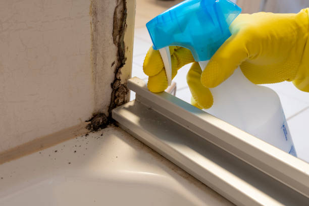 Home Mold Removal in Tallahassee, FL